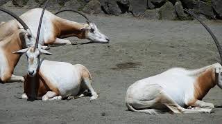 ユビスケくんが仲間入り？　Giraffe and Scimitar oryx(キリン、シロオリックス)　多摩動物公園