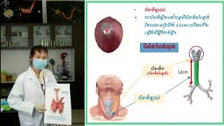 មុខវិជ្ជា ជិវិទ្យា  ថ្នាក់ទី៨ Week5#ជំពូក៤៖ ដង្ហើមនិងដំណឹកនាំ #មេរៀនទី១៖ប្រដាប់ដង្ហើម