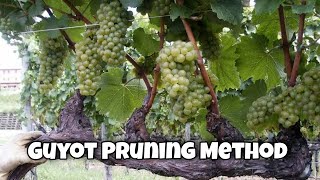 GUYOT PRUNING - Cane Pruning