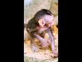 baby monkey being dragged 引きずられる赤ちゃん猿 monpai monyet