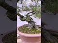 山彩黑松老桩有喜欢老盆口 bonsaitree tree bonsailovers blackpine 黑松 yamadori