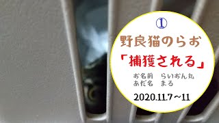 【野良猫のらお①】まるの日記🐾長毛種があらわれた！