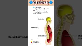 Spinal Cavity In Hindi | Spinal Cord | Vrtebral Cavity #youtubeshorts #shorts #bmlt 🦠🩺