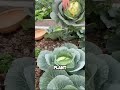 amazing chinese cabbage and snail farming technique for earning thousands of dollars more😲😲