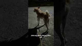 ఎవరు ఉన్న లేకున్నా నెన్నున్న నీ కోసం డాడీ #dogs #animallover #viral