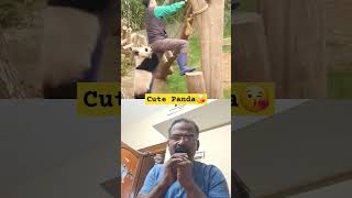 டாடி நான் உன்ன பிடிச்சிக்கிறேன்.... #panda #funny #cute