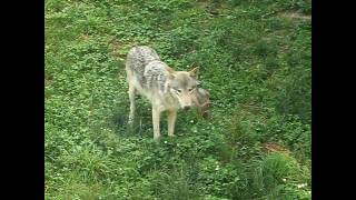 シンリンオオカミ　ジェイとキナコと仔オオカミ　ころころ～ごろん♪