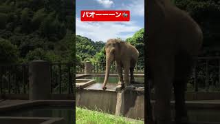 ゾウさんの水かけ【動物園】