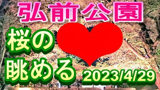 【弘前さくら祭り】【ライトアップ】【デートスポット】弘前公園桜まつり　桜の💖を眺める