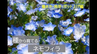 【ネモフィラを種から育てる】ネモフィラ　種まき・発芽・ポット上げ　＃１