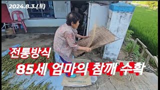 [🏞키질] 무더위 속 참깨 수확