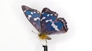 Tying a ButterFly with Bram van Houten