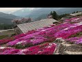 2024 04 06　撮り頃です！　中津の芝桜畑　〜愛媛県久万高原町〜