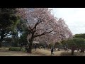 お花見散歩　新宿御苑　寒桜　2024 02 14 30