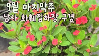 9월 마지막 남사화훼 집하장 식물구경