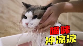 帮布偶猫洗个澡，差点喉咙都喊破了，还想卖萌博同情？｜宠物｜猫｜喵星人