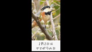 ヤマガラの鳴き声（さえずり・地鳴き）　2月2日はヤマガラの日