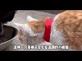 全网最豪横的小橘猫，藏獒父子俩，为了它甚至大打出手萌宠出道计划藏獒小橘猫 动物的迷惑行为 萌宠 狗狗