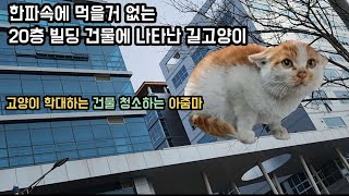 추운겨울 먹을거 없는 빌딩 건물에 나타난 길고양이 그런데 날 기다리고 있다...