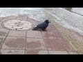 ハシブトガラス幼鳥：逃げてくる