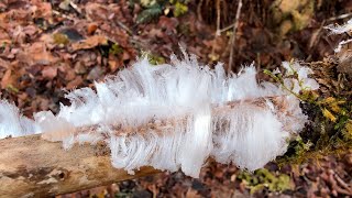 Rare Hair Ice Found Near the Dungeness River - Short Version