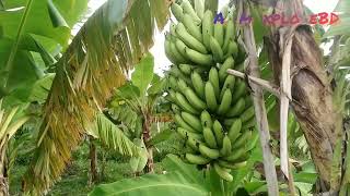 Green Fields  সবুজ মাঠ