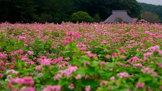 2020 09月 初秋の雲月山、八幡原