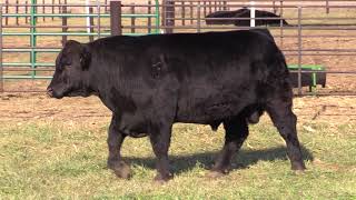 Fitzsimmons Tag 502 Bull