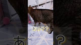 　【猫との会話】続編 #shorts #ネコ #キジトラ #cat #ねこ #保護猫