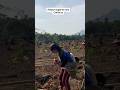 Gadis Dayak review aktivitas bantu orang tua berladang di bukit hutan Kalimantan part 5