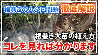 【ブルーベリー】根巻き大苗の植え方を徹底解説【土は落とす？落とさない？】