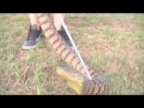 Diamondback Water Snake Biggest Water Snake In TX. - YouTube