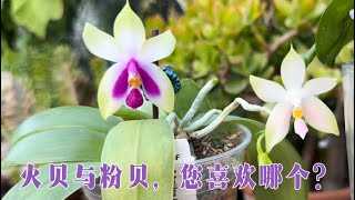 September 27, 2023 火形贝丽娜，粉贝的水苔种植的要领 Phalaenopsis bellina ‘fire shape’