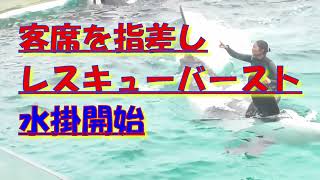 客席を指差し、レスキューバースト、水掛開始です‼　鴨川シーワールド、シャチ