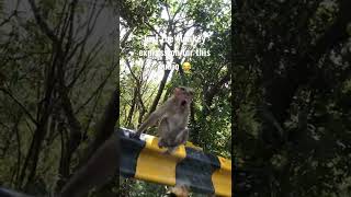 Ninnu road u meeda chusinadi lagayittu 😂😂 #monkeys #justsindhu #wildanimals #shorts
