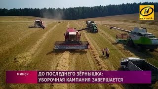 Массовая уборка зерновых в Беларуси завершается