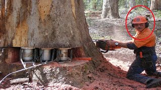 Amazing Fastest Skill Huge Tree Felling With Chainsaw, Dangerous Stihl Chainsaw Cutting Tree Down