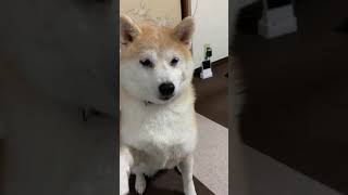 柴犬がつまらそうにしていたので、おやつでつろうとしたけどおやつを取られら#shorts