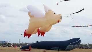 When pigs fly: Berlin giant kite festival spurs delight