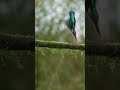 Beautiful Kingfisher Bird Diving #feed #foryou #wildlife #shorts #video