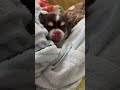 【チワワ】さぁて、何回🐕ペロリ👅したでしょうか❓😌 shorts tiktok