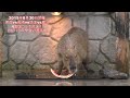 那須どうぶつ王国　4園国コラボ スイカの早食い対決