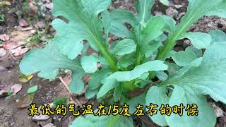 5月苦麻菜长势快，家庭种植管理简单省心无虫害，绿色有机纯天然