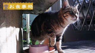 黒猫には会いたくないんだよ。　野良猫アメショちゃん　Stray cat　Restaurant