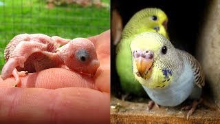 Baby Budgies 1 - 30 Days Growth