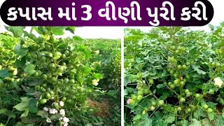 કપાસ માં 3 વીણી પુરી કરી || kapas ma 3 vini puri kari