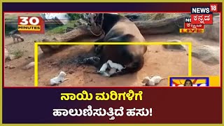 Viral Video | Raichur ಜಿಲ್ಲೆಯಲ್ಲಿ ನಾಯಿ ಮರಿಗಳಿಗೆ ಹಾಲುಣಿಸುತ್ತಿದೆ ಹಸು | News18 Kannada