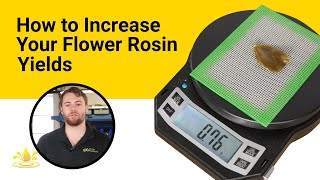 How To Increase Your Flower Rosin Yields