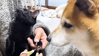 それぞれ個性のある猫6匹に爪切りをしました