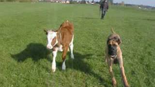 kalb und deutsche dogge beim spaziergang